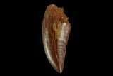 Serrated, Raptor Tooth - Real Dinosaur Tooth #115908-1